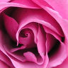 Rosen