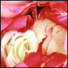 Rosen avatare
