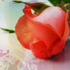 Rosen avatare