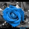 Rosen avatare