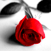 Rosen