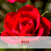 Rosen avatare