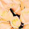 Rosen avatare