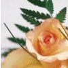Rosen avatare