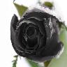Rosen avatare