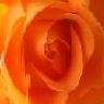 Rosen avatare