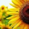 Sonnenblume avatare