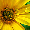 Sonnenblume avatare