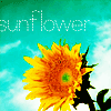 Sonnenblume