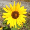 Sonnenblume