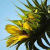 Sonnenblume avatare