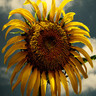 Sonnenblume avatare