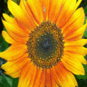 Sonnenblume avatare