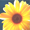 Sonnenblume