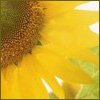 Sonnenblume avatare