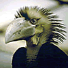 Vogel avatare