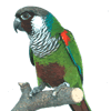 Vogel avatare