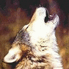 Wolfe avatare