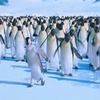 Happy feet avatare