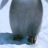 Happy feet