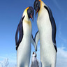 Happy feet avatare