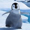 Happy feet avatare