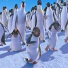 Happy feet avatare