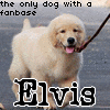 Elvis avatare