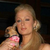 Paris hilton