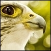 Adler avatare