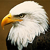 Adler avatare