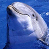 Delfine avatare