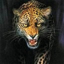 Gepard