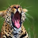 Gepard