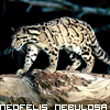 Gepard avatare