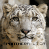 Gepard avatare