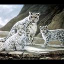 Gepard