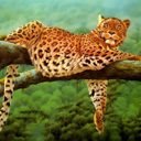 Gepard avatare