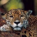 Gepard