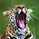 Gepard