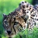 Gepard