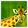 Giraffen