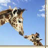 Giraffen