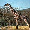 Giraffen avatare