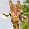 Giraffen