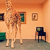 Giraffen