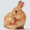 Kaninchen avatare