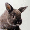 Kaninchen avatare