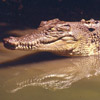 Krokodile avatare
