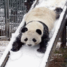 Panda avatare